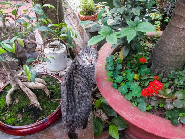 고양이는 정원에 카메라를 있습니다 — 스톡 사진