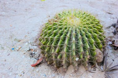 Echinocactus grusonii ya da parkta yerdeki yuvarlak kaktüs