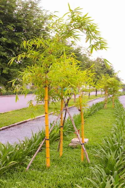 Las Filas Bambú Plantan Acera Área Urbana Universidad Nacional Chi —  Fotos de Stock