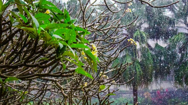 Kwiat Frangipani Lub Kwiat Plumerii Deszczowy Dzień Ogrodzie — Zdjęcie stockowe