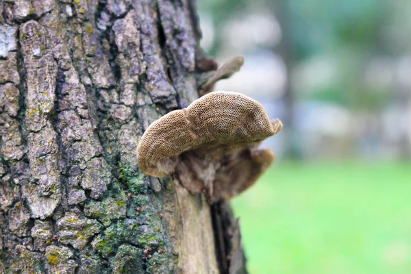 Close Van Een Bruine Paddestoel Groeiend Boomstam — Stockfoto