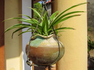 Bir Örümcek Bitkisi ya da Klorofhytum bichetii Karrer Backer bitkisi büyüyor ve bahçedeki kahverengi tencerede asılı duruyor.