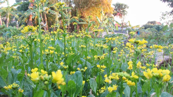 Zbliżenie Kwiat Musztardy Liściastej Kwitnący Ogrodzie — Zdjęcie stockowe