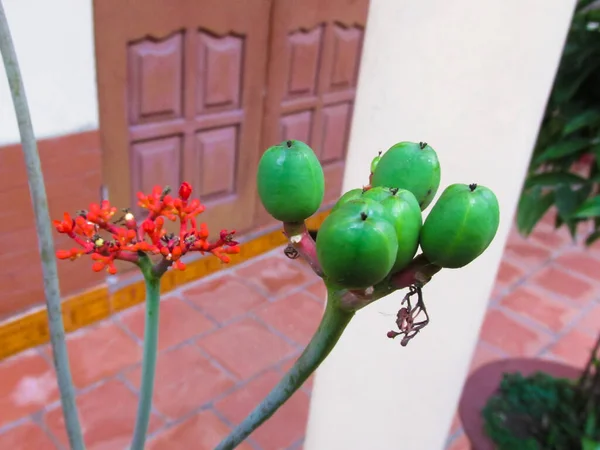 Jatropha Podagrica Hook 'un meyve ve çiçekleri. (EUPHORBIACEAE)