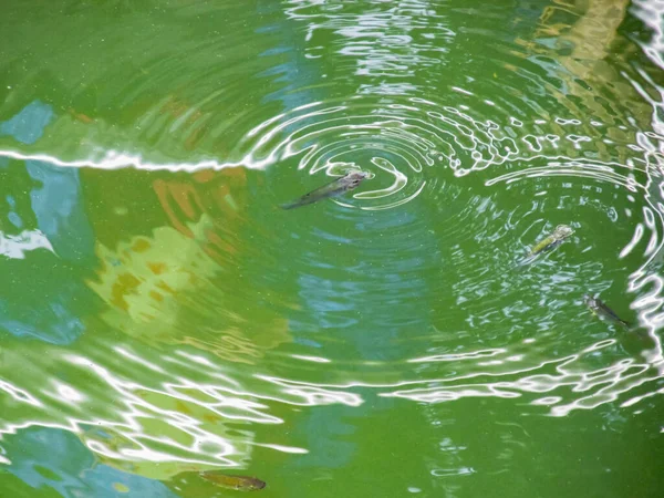Der Fisch Atmet Grünen Wasser Des Sees — Stockfoto