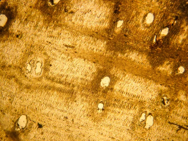 Фотографія Оптичної Мінералогії Тонкої Секції Мікроскопії Петрографії — стокове фото