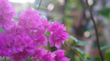 Mor bougainvillea, güneşin doğuşunda rüzgarda esiyor.