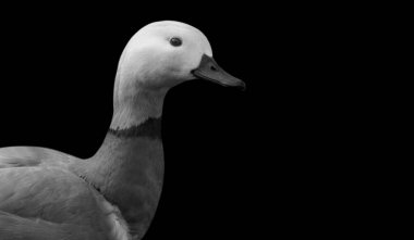 Siyah arka planda şirin Shelddy Shelduck suratı