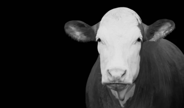 Portrait Vache Gros Plan Visage Dans Fond Noir — Photo