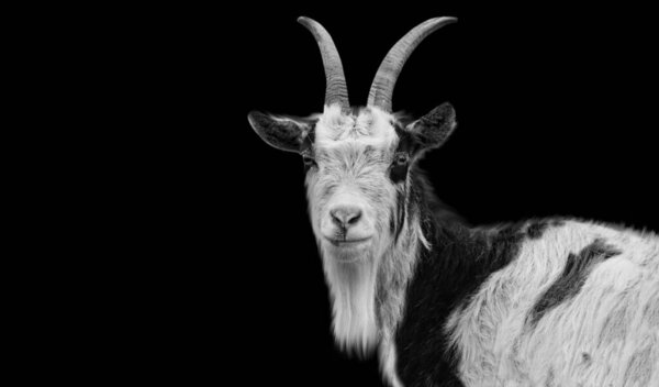 Black And White Long Hair Goat In The Black Background