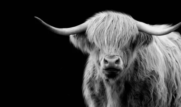 Siyah arka planda uzun saçlı, yakın plan yüzlü Highland sığırlarının portresi