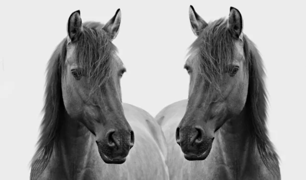 Dois Casal Cavalo Preto Close Rosto Fundo Branco — Fotografia de Stock