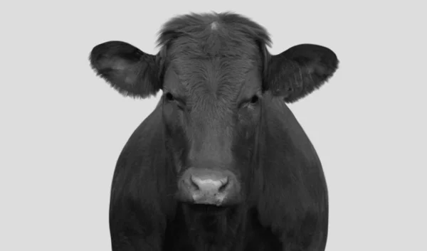 Vache Noire Debout Dans Fond Blanc — Photo