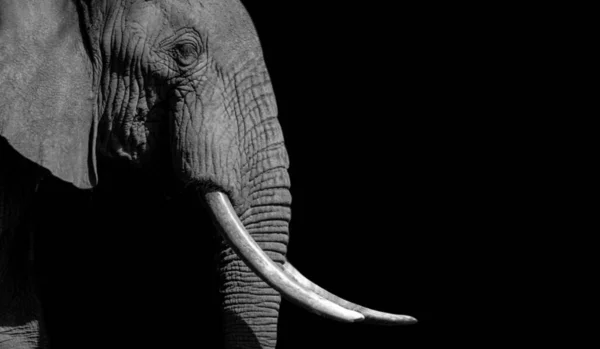 Fil Kapanışı Büyük Diş Kapanışı Yüzlü