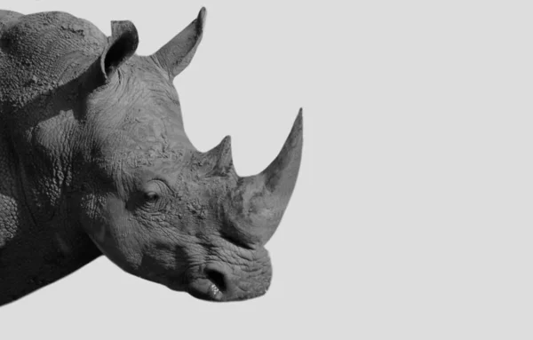 Big Horn Rhinoceros Closeup Πρόσωπο Στο Λευκό Φόντο — Φωτογραφία Αρχείου