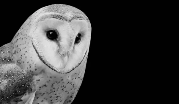 Cute Barn Owl Portrait Black Background — Stock Photo, Image