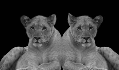 Siyah Arkaplanda Oturan İki Kadın Portresi