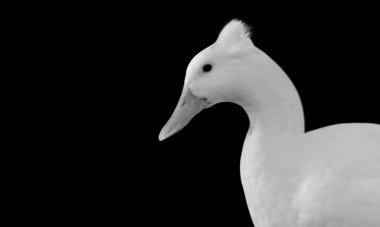 Şirin Beyaz Amerikan Pekin Yakın Çekim Yüzü