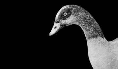 Siyah Arkaplanda Mısırlı Kaz Kapalı Yüzü