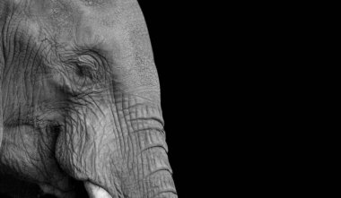 Kara Arkaplanda İnanılmaz Fil Kapanış Yüzü