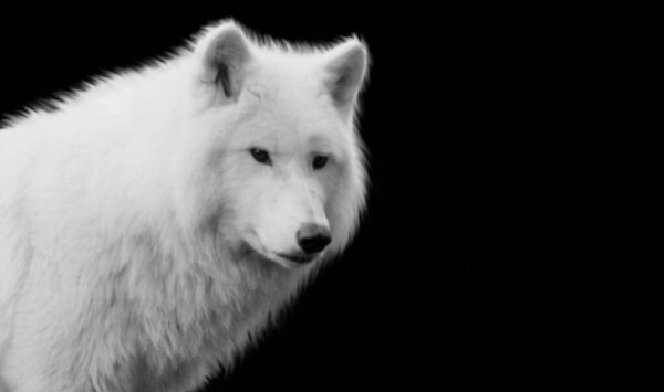 Portrait White Wolf Face On The Black Background