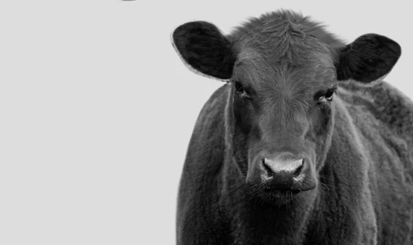 Vache Noire Gros Plan Sur Fond Blanc — Photo