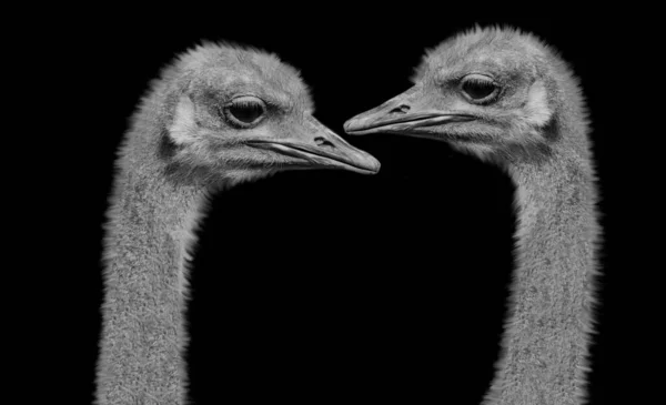 Two Ostrich Head Closeup Face Black Background — Foto Stock