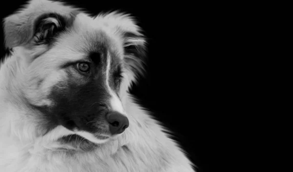 Söt Aidi Breed Dog Närbild Ansikte Den Svarta Bakgrunden — Stockfoto