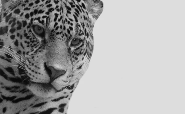 Amazing Cheetah Closeup Face Grey Background — Stockfoto