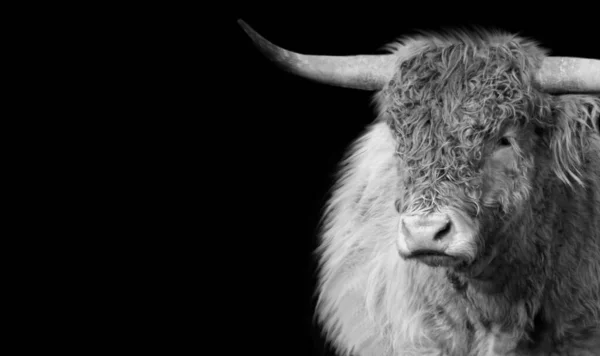 Big Horn Highland Cattle Closeup Black Background — Stock Fotó