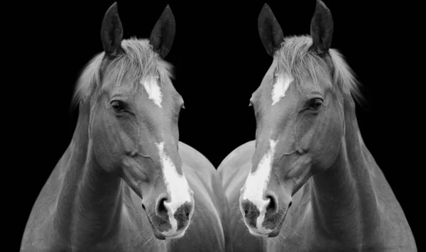 Two Horse Portrait Black Background — Stockfoto