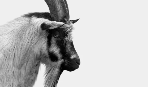 Dutch Landrace Goat Face White Background — Stockfoto