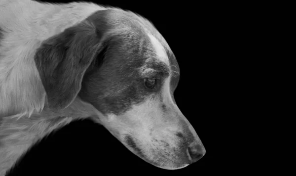 Sad Dog Closeup Face Black Background — Stock Fotó