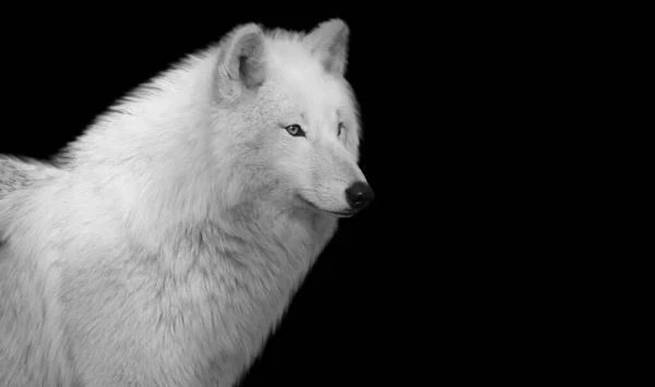 黒の背景に驚くべき白狼のクローズアップ顔 — ストック写真