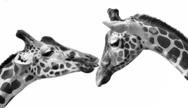 Girafa Bonito Casal Fundo Branco — Fotografia de Stock