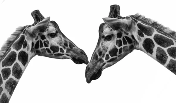 Schöne Giraffen Nahaufnahme Weißen Hintergrund — Stockfoto