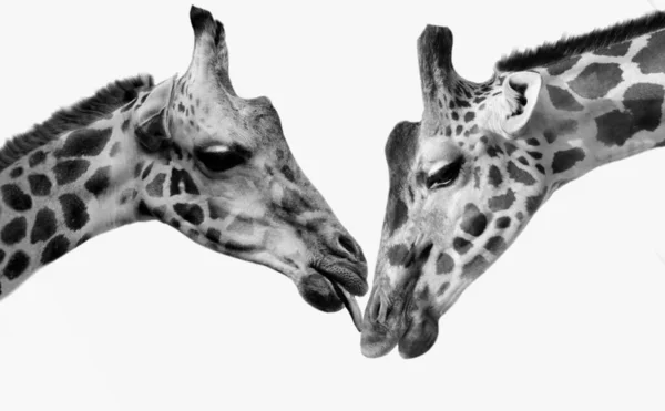 Two Beautiful Giraffe Loving White Background — Stockfoto