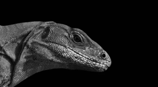 Perigoso Retrato Preto Komodo Dragon Closeup Face — Fotografia de Stock