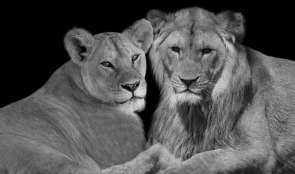Paar Von Erwachsenen Löwen Schwarzen Hintergrund — Stockfoto