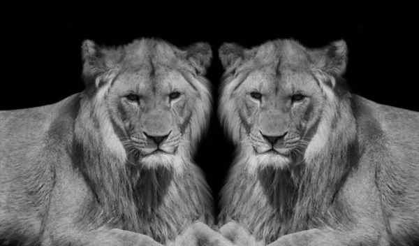 Два Агрессивных Льва Отдыхают Черном Фоне — стоковое фото