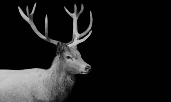 Black White Red Deer Face — Stockfoto