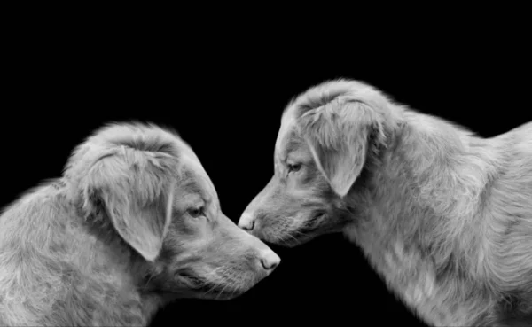 Dois Cães Perto Juntos Fundo Preto Escuro — Fotografia de Stock