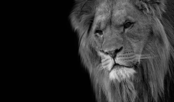 Büyük Saçlı Kral Aslan Kapalı Yüzlü
