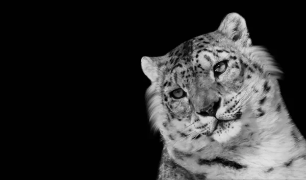 Dangerous Snow Leopard Closeup Face — Foto Stock