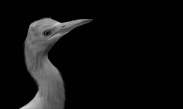 Beautiful Cattle Egret Bird Closeup — Zdjęcie stockowe