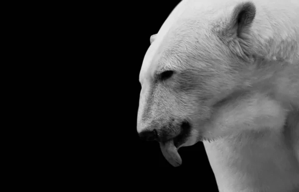 Funny Cute Polar Bear Closeup Face — Stockfoto