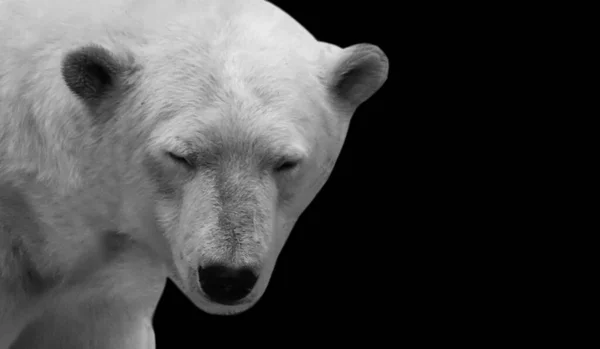 White Portrait Polar Bear Closeup Face — Stockfoto