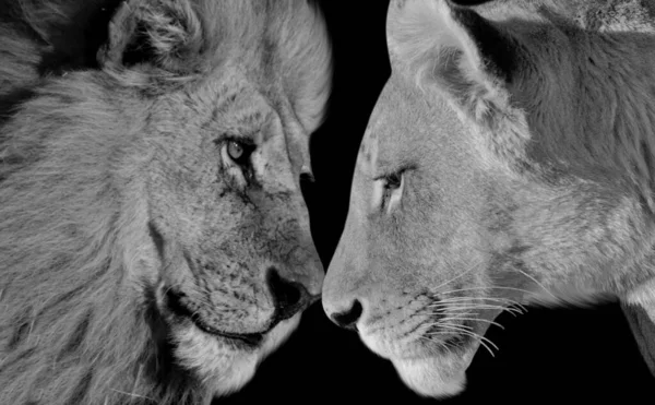 Beau Couple Lion Gros Plan Visage Dans Noir Fond — Photo