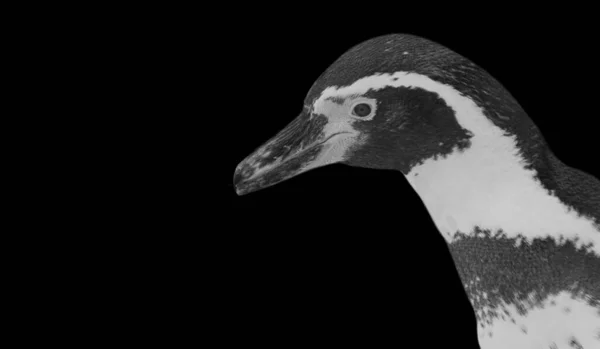 Cara Primer Plano Pingüino Blanco Negro — Foto de Stock