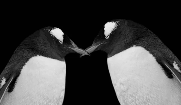 两只可爱的企鹅紧密相连 — 图库照片